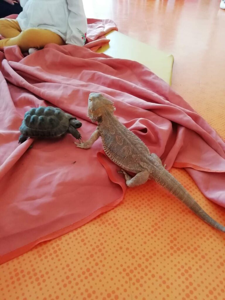PHOTO D'UNE TORTUE ET D'UN LÉZARD POUR LA JOURNÉE DES ANIMAUX À LA CRÈCHE DES MINIS