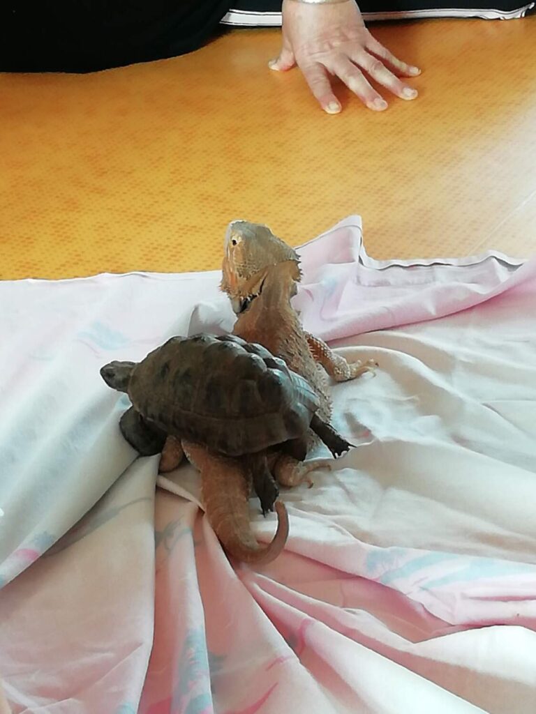 PHOTO D'UNE TORTUE ET D'UN LÉZARD POUR LA JOURNÉE DES ANIMAUX À LA CRÈCHE DES MINIS